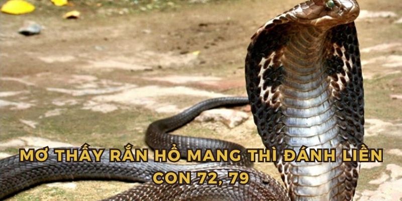 Mơ thấy rắn hổ mang thì quất liền 72, 79