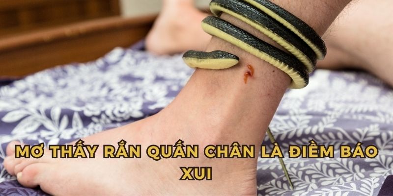Chiêm bao thấy tỵ quấn chân đây là điềm báo xấu