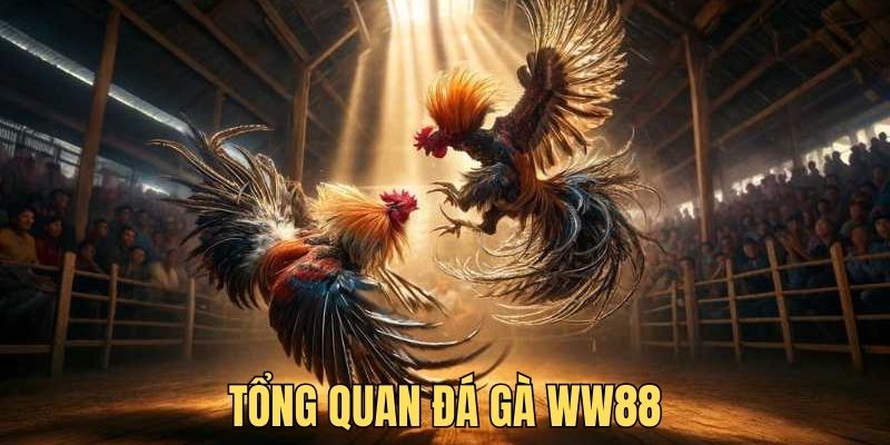 Tìm hiểu đá gà WW88